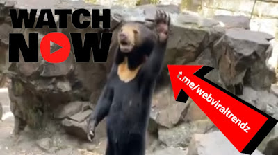 chinese sun bear video, chinese bear video, china