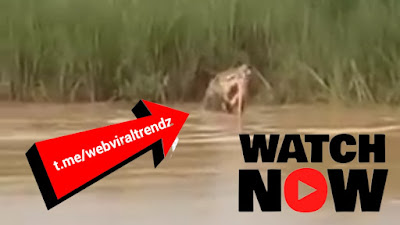 crocodile attack india video, crocodile attack