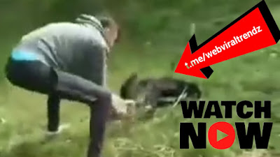 video del perro y el tronco, video del perro